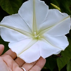 Most Flowers Don't Sleep