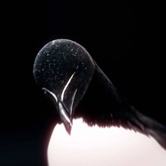 my pain is televised