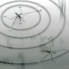 pond skater