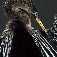 Truman Klain singing • June 2016