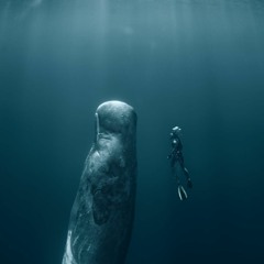 THE OCEAN (version 3)