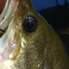 massive shout out to fuckin pond fish man i love those guys