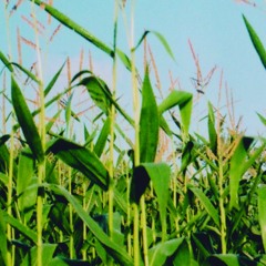 Venetian Blinds (20/9/20)