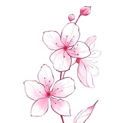 konichiwa blossom ! (p.sixhunnidracks)