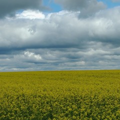 Blue Skies (Soul Version) · I Needed This Dave(https://youtu.be/Z5ec3qjXAa0).mp3