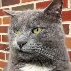 Serta Mulia - Sal Priadi