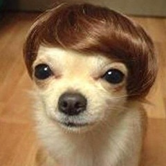 The Uke the Dog and Me