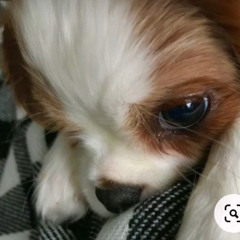 сисюли сатоши