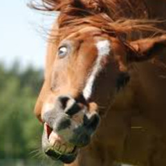 Bibiza & Ikkimel - Galopp! (Trance Remix)