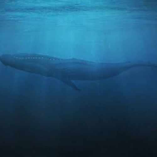 Stream 52ヘルツのクジラたち(instmental) by unknown | Listen online