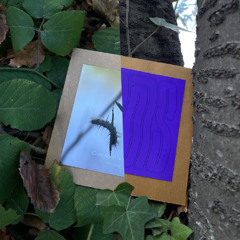 EKSPEDICIJA 162 (Knower x Shimmering Moods)