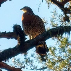 Capercaillie lekking during the hen week