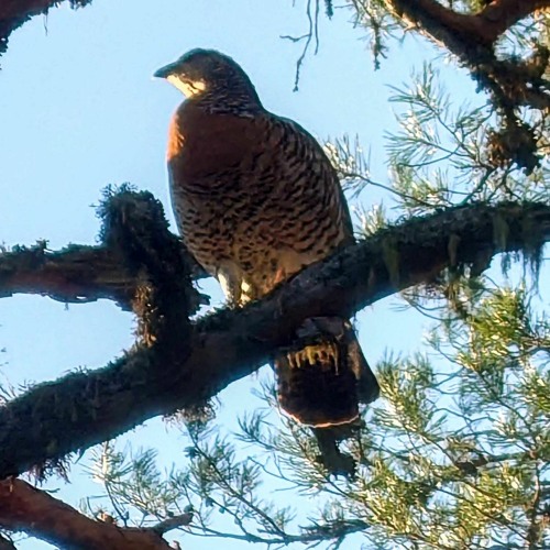 Capercaillie lekking during the hen week