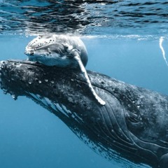 whalesong