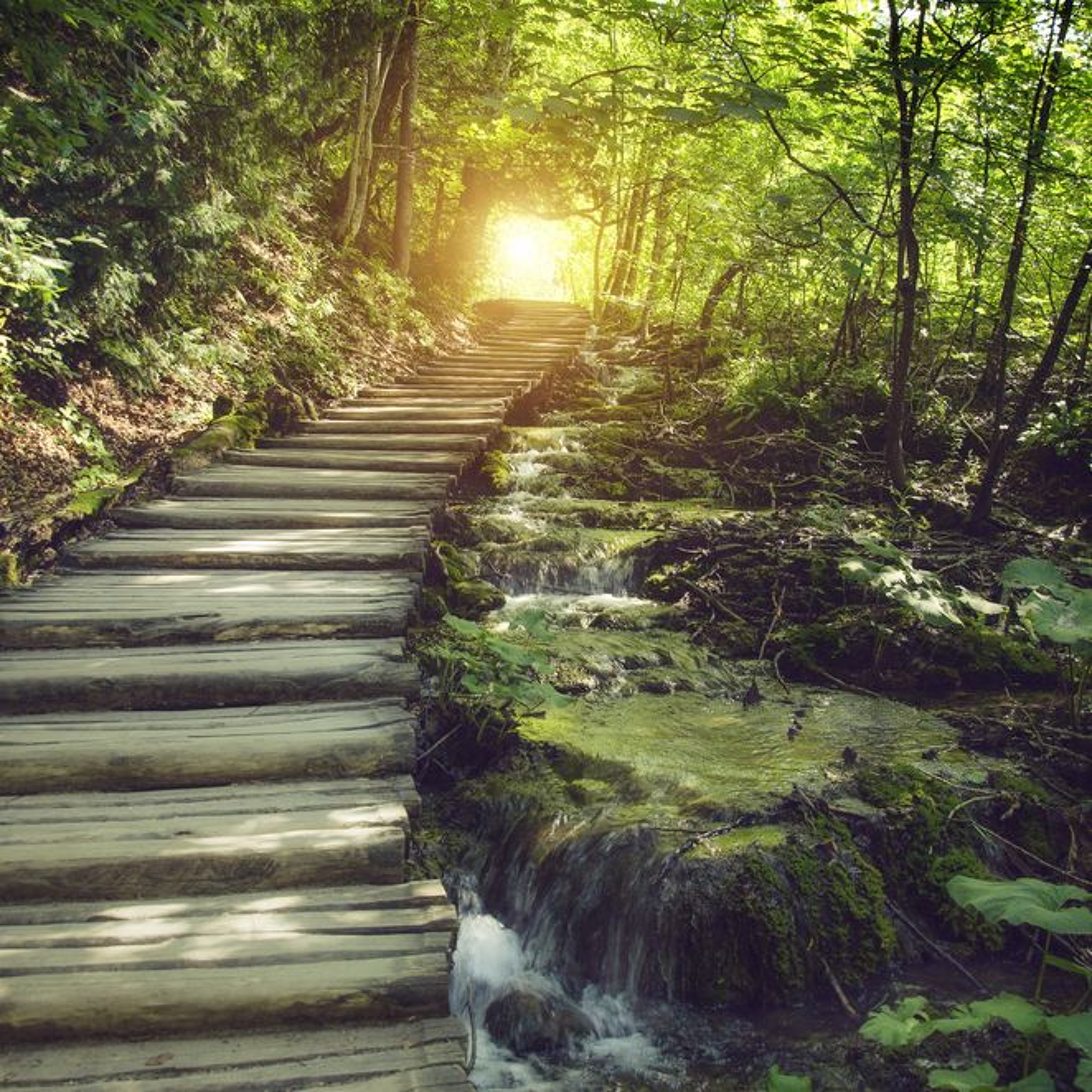 Streams & Soundscapes