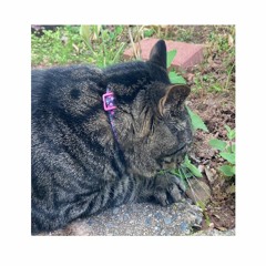 the cat is being mischievous