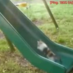 racing his ping. (he's losnig)