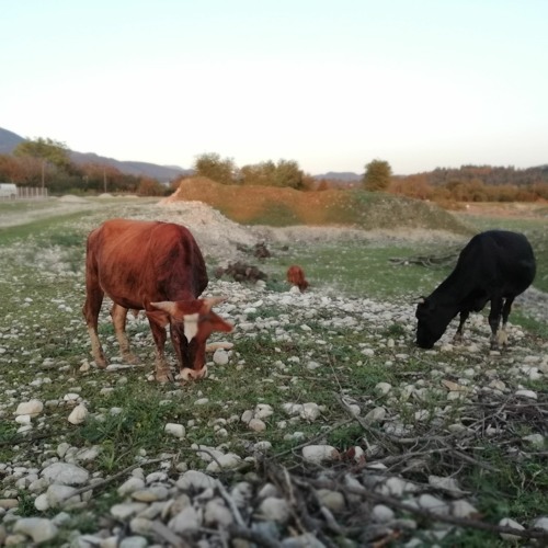 AMBIENCE COUNTRYSIDE, Exterior, Cow Field, Daytime, Dogs, Birds, Fly, City Noise In Background