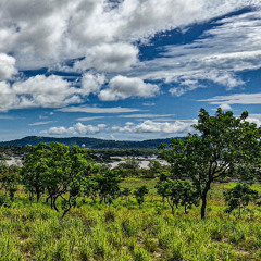 Día Internacional de los Bosques