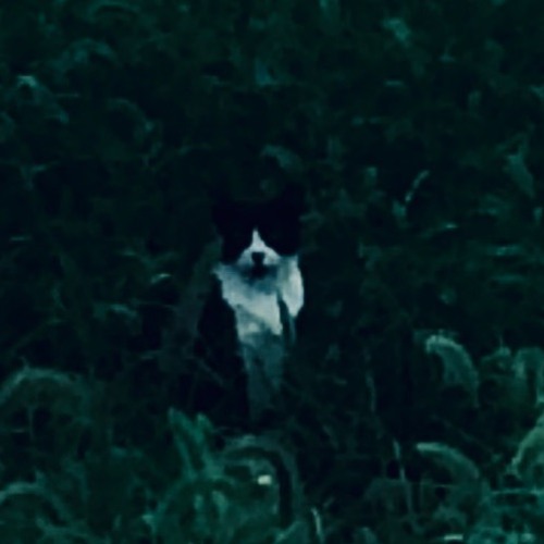 A walk at dusk