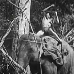 Johnny Jungle