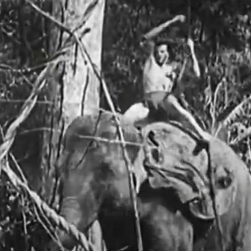 Johnny Jungle