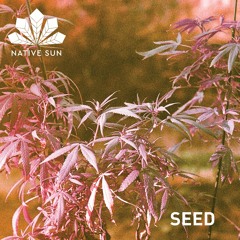 Gui Machado | SEED | NATIVE SUN AIR