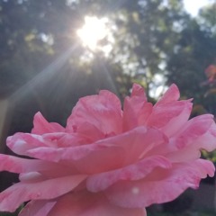 Shy Glizzy White girl