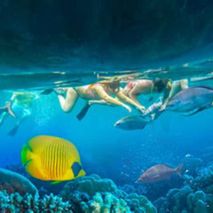 Best Snorkeling In Kauai March Prices Reviews
