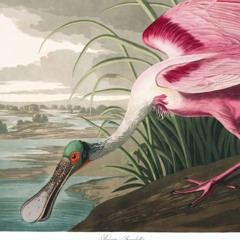 Los Pájaros