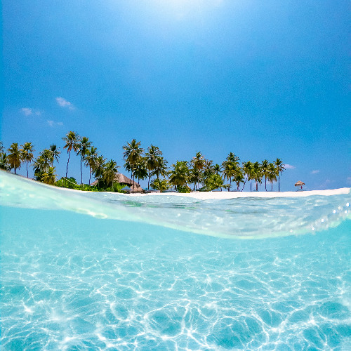 Palm Trees and Ocean Breeze