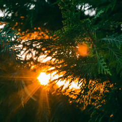 Shining Bright
