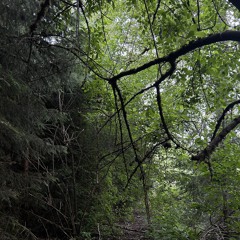 the forest
