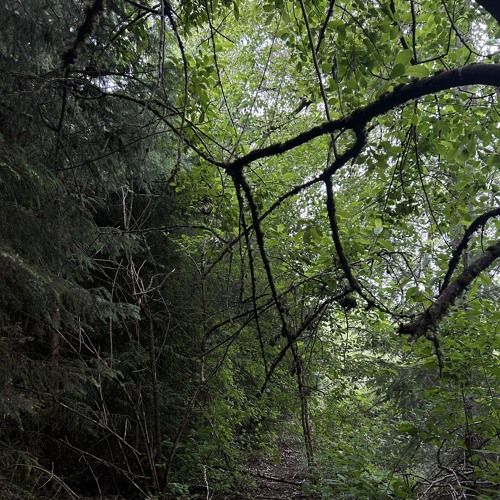 the forest