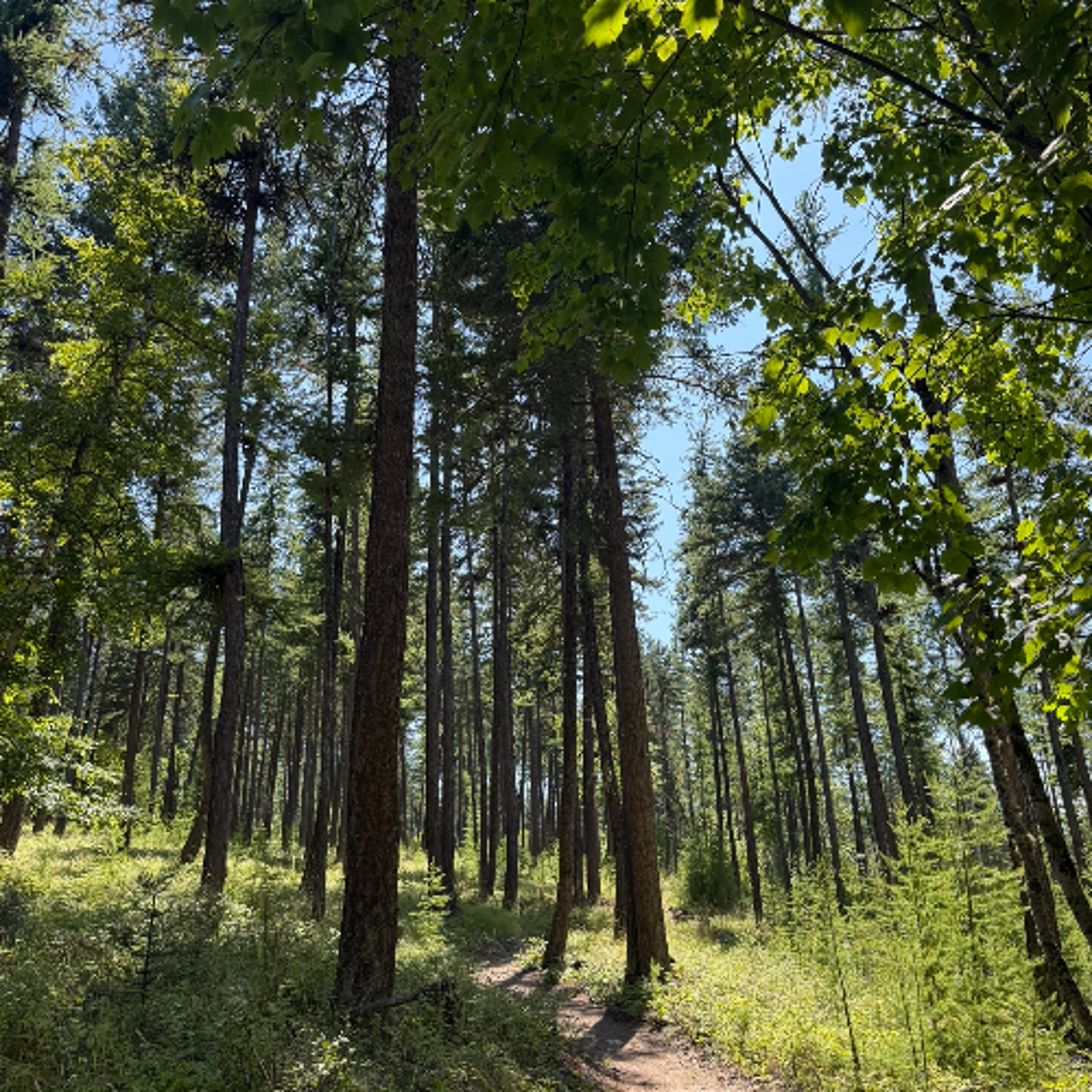 Harrell Forest Trails episode artwork