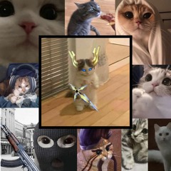 TWIN TURBO CATS IN THE NEXT DIMENSION(´,,•ω•,,)♡┌∩┐(◣_◢)┌∩┐