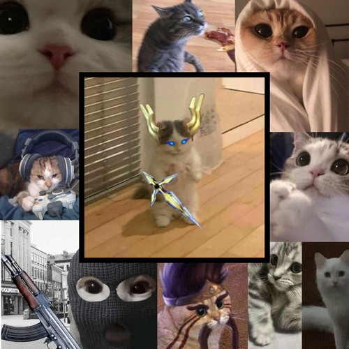 TWIN TURBO CATS IN THE NEXT DIMENSION(´,,•ω•,,)♡┌∩┐(◣_◢)┌∩┐