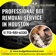 Unveiling Houston's Buzz Local Beekeeping With Budget Bee Control