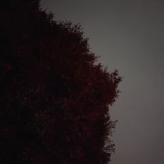 Wildfire