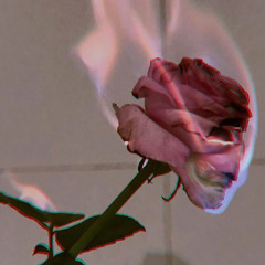 violets for roses by lana del rey (slowed)