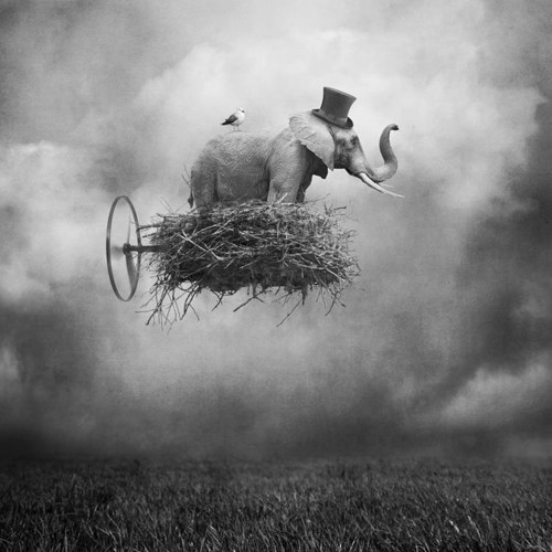Coccolino Deep - Don't forget to fly (Chapter 2)