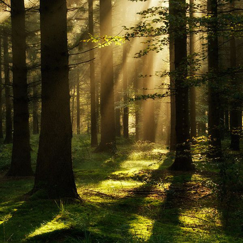 Deep Woods #42 (Marsh, Maz, GMJ, Proff, Volen Sentir, Alex O'Rion, Weird Sounding Dude, Joseph Ray)