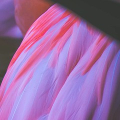A Bird