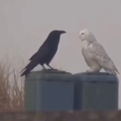 almost wanted, almost enough