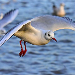 TCHUNCK - Je Cours Dans Ma Tête