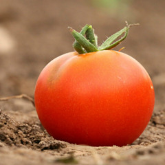 Tomatoes in Your Hole