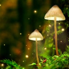 08 Fungi Fascination