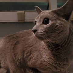 @midlyig & @sea x "STEP UP YOU FUCKING PUSSIES" #jc