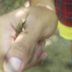 Frog Song