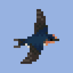 Hirundo javanica